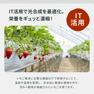 いちごジャム農家のホンモノ八百ちゃんいちご砂糖不使用いちごジャム【240g×3本】