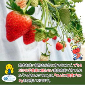 いちごみるくのもと八百ちゃんいちご砂糖不使用いちごみるくのもと【220g×2本】【定期便全4回】