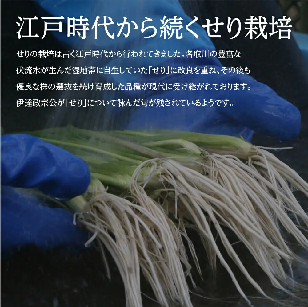 シャキシャキ食感の根付き仙台セリ 2～3人前 期間限定