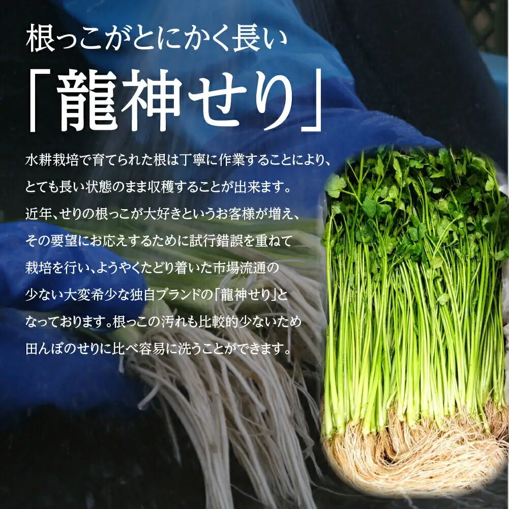 根っこがながーーーい 仙台龍神せり 2～3人前 期間限定