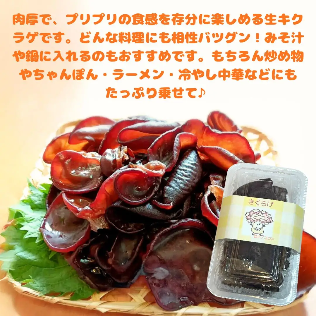 きくらげ 肉厚生 きくらげ 70g×6パック | 津久見市