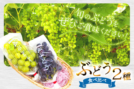 【期間限定発送】ぶどう エミー農園で作る 完熟ぶどう 2種食べ比べセット シャインマスカット ＆ BKシードレス 計 600g