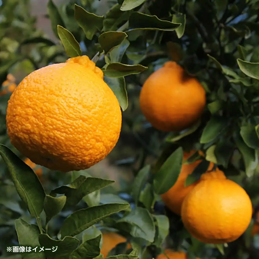 ハウスデコポン　約2kg 【くまふる】[ZBG081]