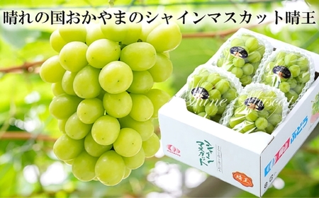 シャインマスカット晴王 約600g×1房【2026年8月下旬～11月下旬まで順次発送予定】 マスカット 葡萄 ぶどう ブドウ 果物 フルーツ 岡山県 倉敷市