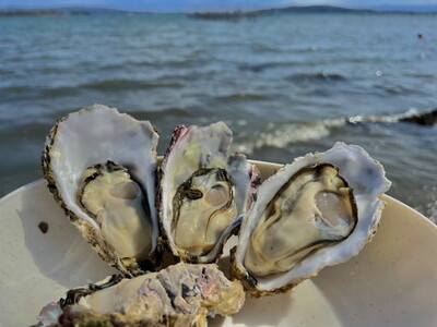 能登かき　殻付き小缶(加熱用)  | 牡蠣 魚介類 訳あり 生活応援価格 ご家庭用 石川県 七尾市 復興支援 ※2027年1月～発送