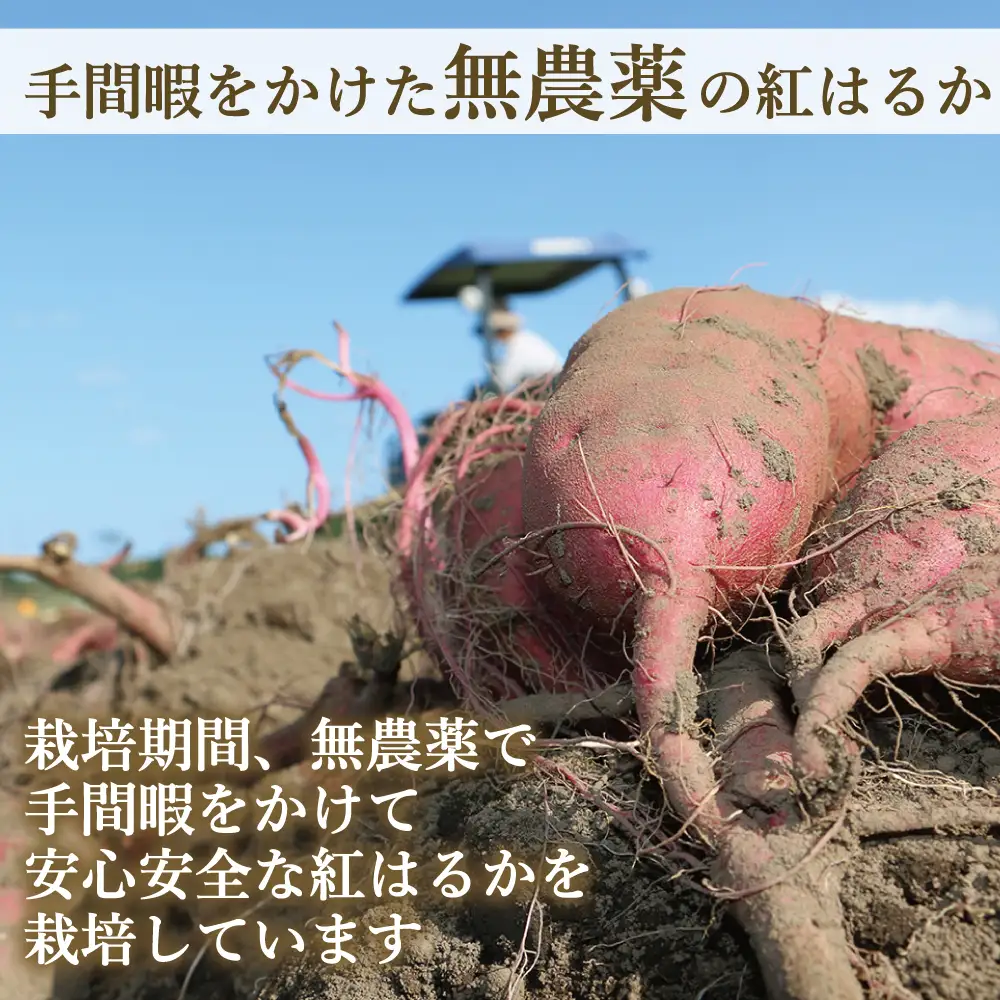 福島産 紅はるか 干し芋 (平干し200g)×10袋  計2000g 無添加 ＜2027年1月以降順次発送＞ 新地町