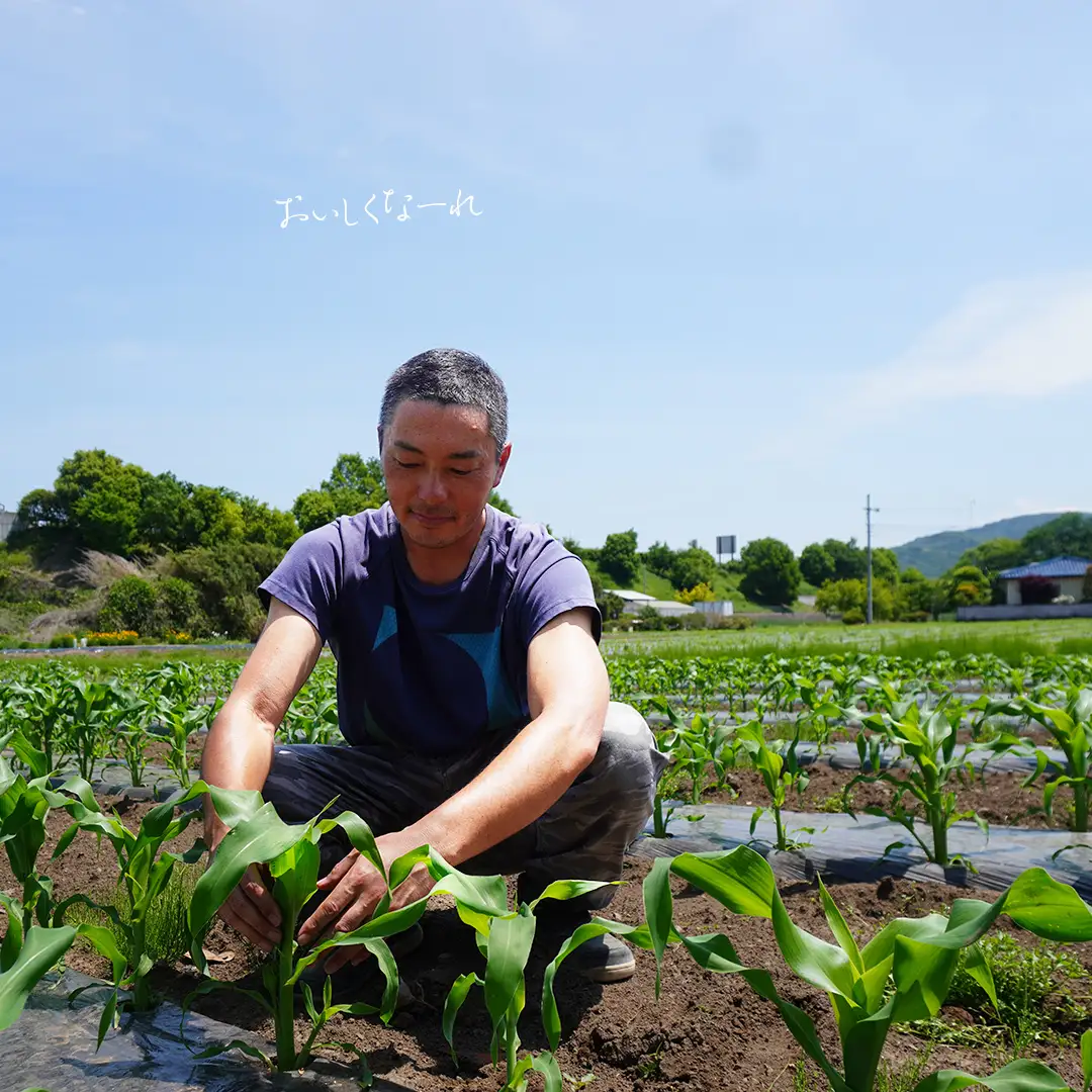  《 2027年 収穫分 》 朝採れ 桜川市産 とうもろこし 約4kg (11～13本) 2027年 先行予約 朝採り 小分け 食べきり レンチン キャンプ BBQ バーベキュー スイートコーン おおもの ゴールドラッシュ おひさまコーン とうきび 茨城県 桜川市 [FJ001sa] 