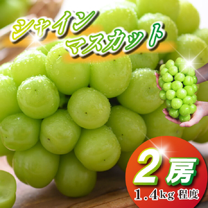 【2026年発送】シャインマスカット 2kg程度（3～4房) ぶどう ブドウ マスカット 種なし 甘い ジューシー フルーツ 果物 数量限定）
