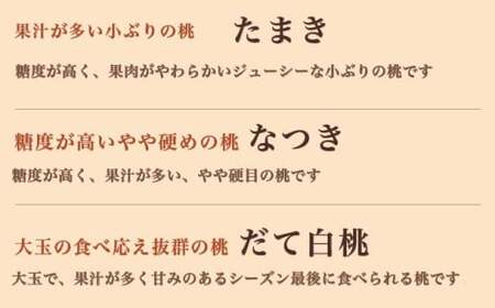 先行受付 旬の白桃 約3kg 6～13玉 2026年7月上旬～9月中旬発送［小布施屋］ 白桃 桃 もも モモ フルーツ 果物 クール便 冷蔵便 長野県産 信州産 期間限定 数量限定  たまき なつき あかつき 川中島白鳳 川中島白桃など 先行予約 [H-100]