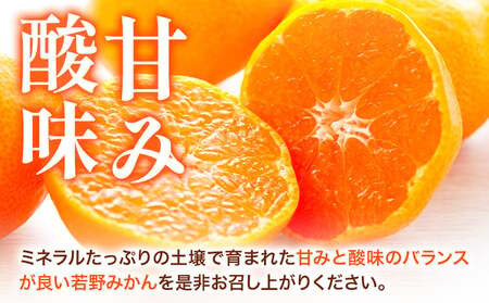 訳あり みかん 5kg 完熟 若野みかん 約5kg サイズ混合 圦本農園 