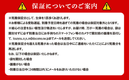 677 メダカ 菊銀美人 ワイドフィン トリオ(3匹) 改良メダカ【トリハタめだか】