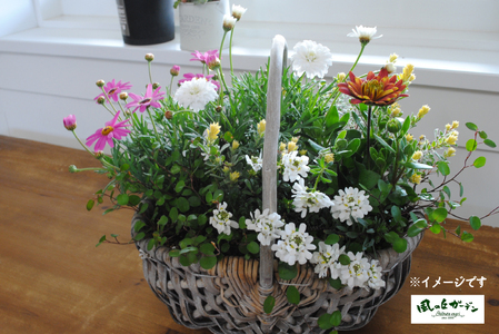 【定期便3回】季節の寄せ植え（ガーデニング ギフト寄せ植え 贈答用寄せ植え 母の日 誕生日 記念 定期便）