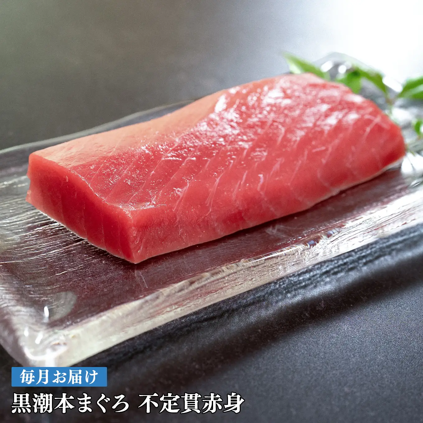 訳あり 不定貫 定期便 12回 高知県産 本マグロ 赤身 養殖 120g (PT0080_0461)