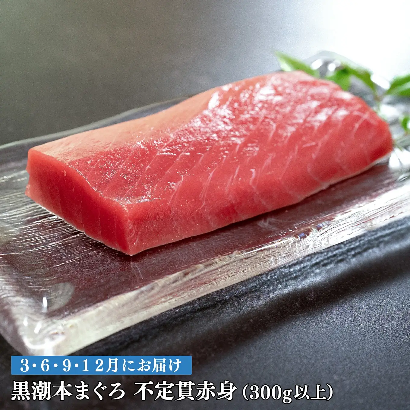 訳あり 不定貫 定期便 4回 高知県産 本マグロ 赤身 養殖 300g (PT0080_0468)
