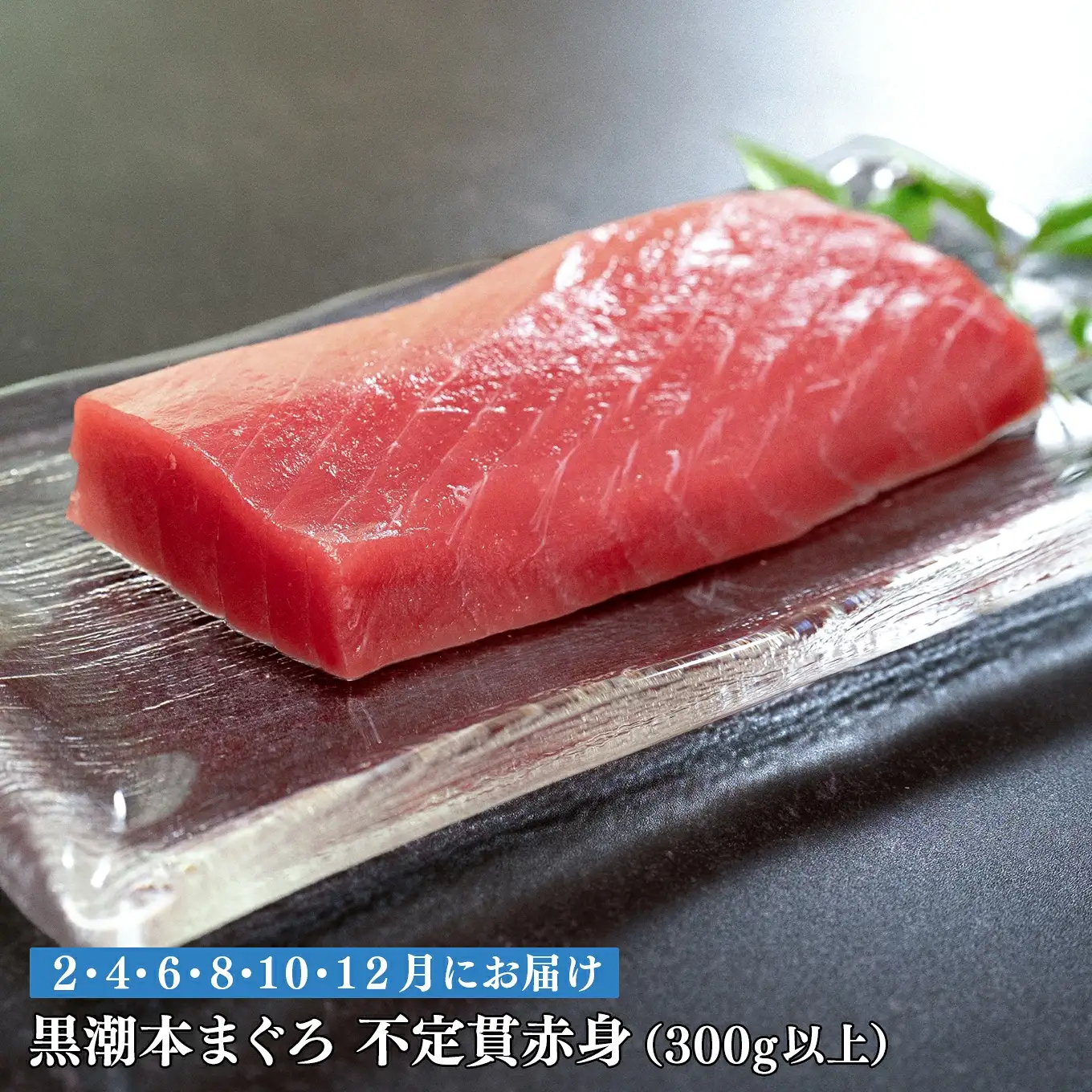 訳あり 不定貫 定期便 6回 高知県産 本マグロ 赤身 養殖 300g (PT0080_0469)
