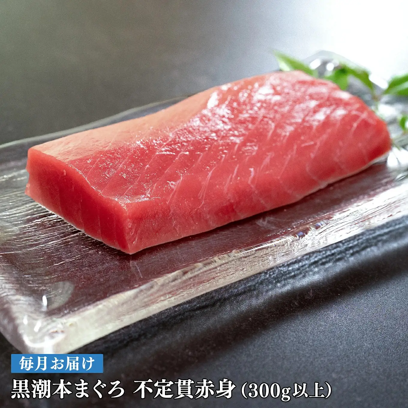 訳あり 不定貫 定期便 12回 高知県産 本マグロ 赤身 養殖 300g (PT0080_0470)