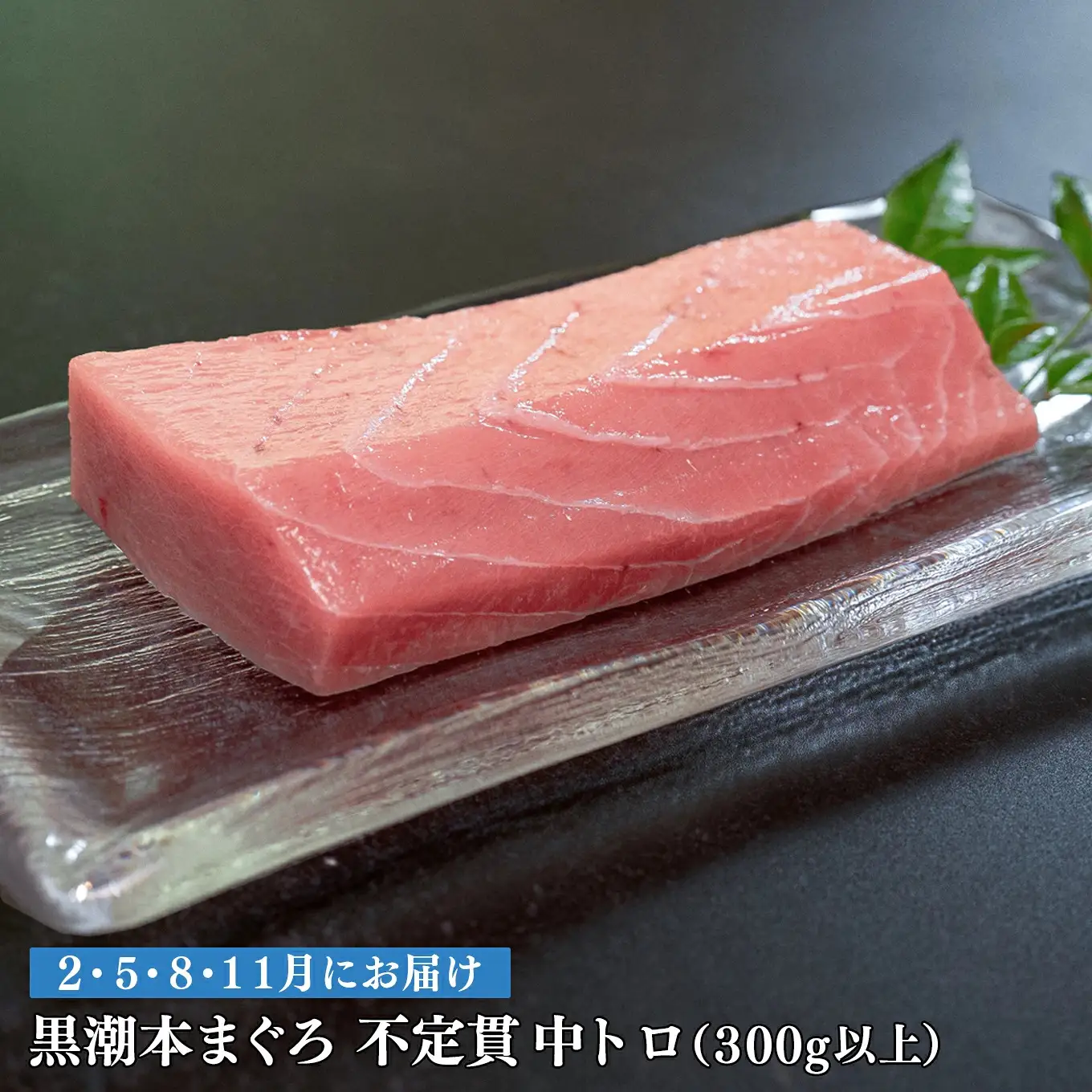 訳あり 不定貫 定期便 4回 高知県産 本マグロ 中トロ 養殖 300g (PT0080_0471)