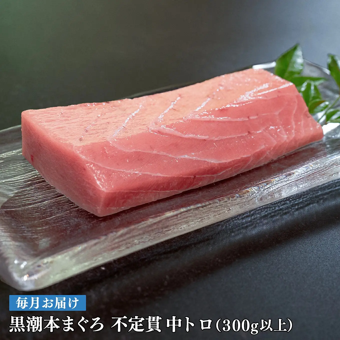 訳あり 不定貫 定期便 12回 高知県産 本マグロ 中トロ 養殖 300g (PT0080_0473)