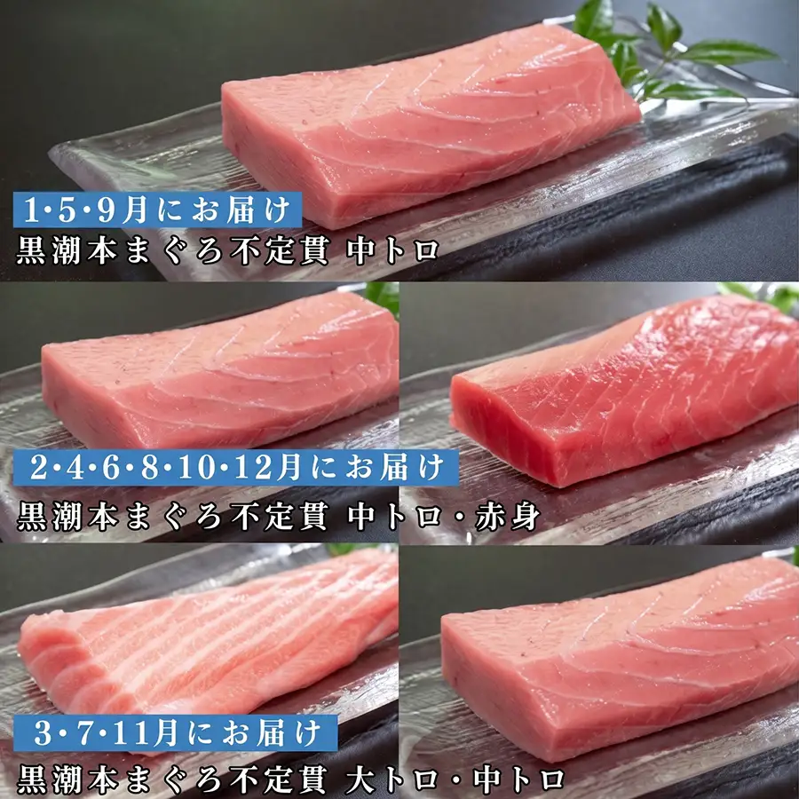 訳あり 不定貫 定期便 12回 高知県産 本マグロ 大トロ・中トロ・赤身 月替わり (PT0080_0479)