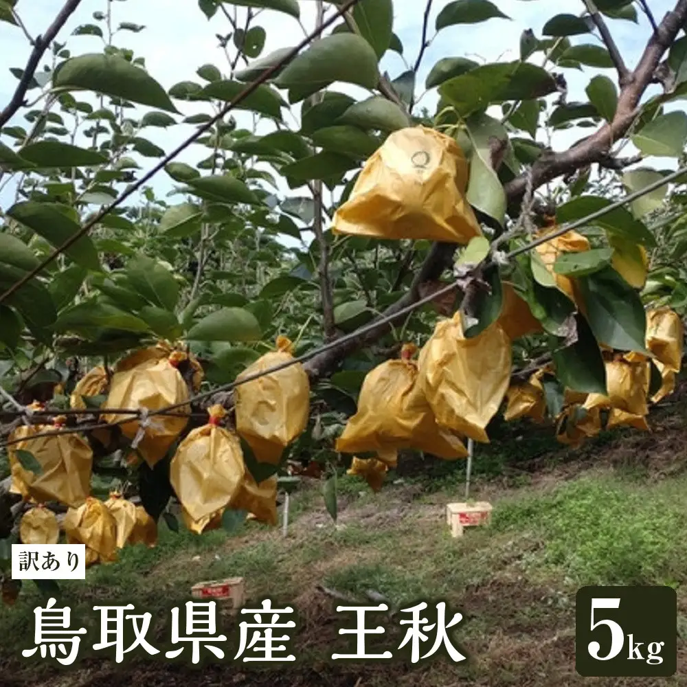 訳あり 鳥取県産 王秋 梨 5kg