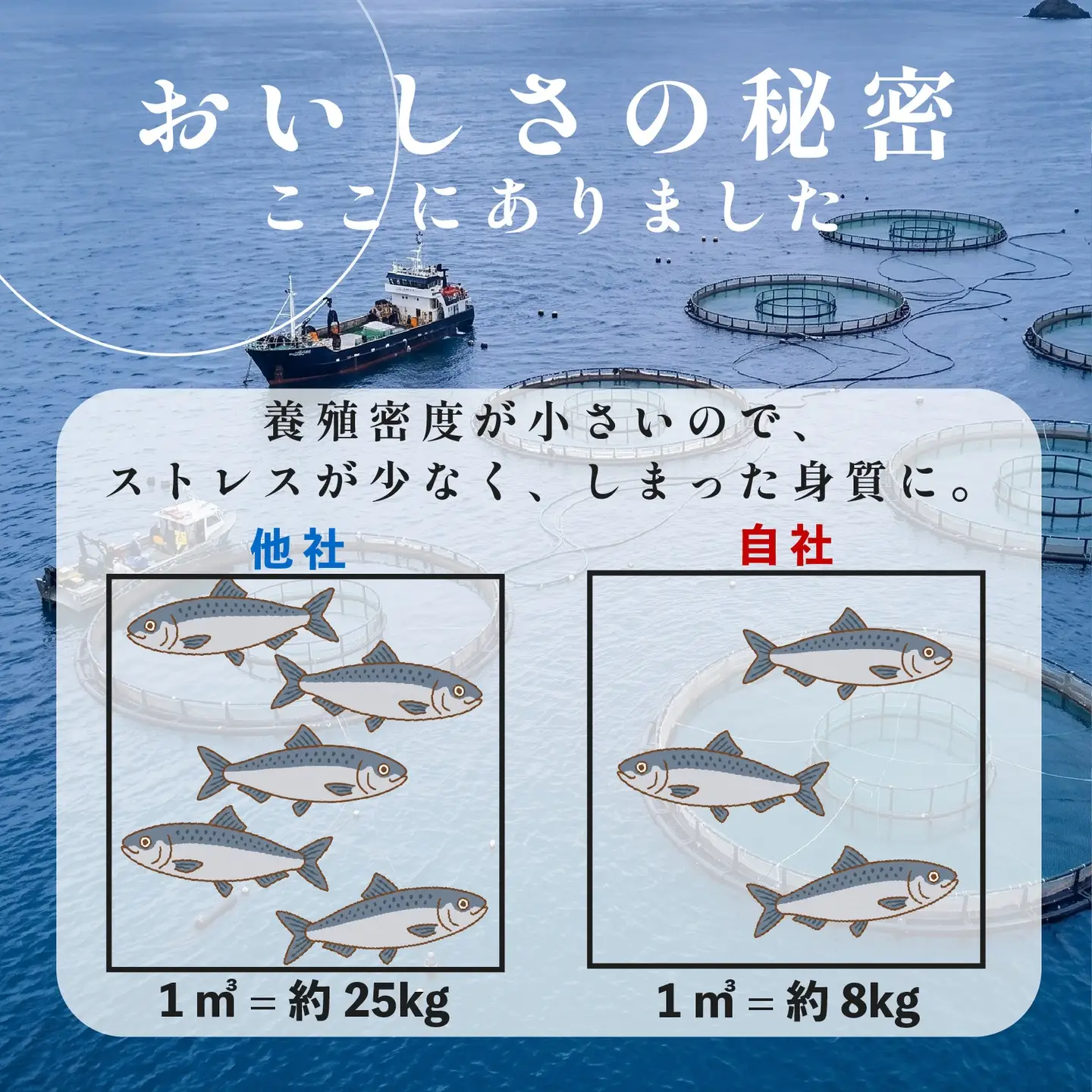 【 濃厚な旨味 】サーモン 450g-480g サーモン