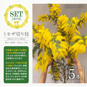 ＜ミモザの季節限定！2月上旬以降発送予定＞箕面産ミモザ切り花(5本) ミモザ 生花 本物 切り花 切り枝 大きい 産地直送 花束 アレンジ リース 素材 材料 お花 季節 旬 イエロー 【m101-03】【ミモザの日inJAPAN推進箕面組織委員会】
