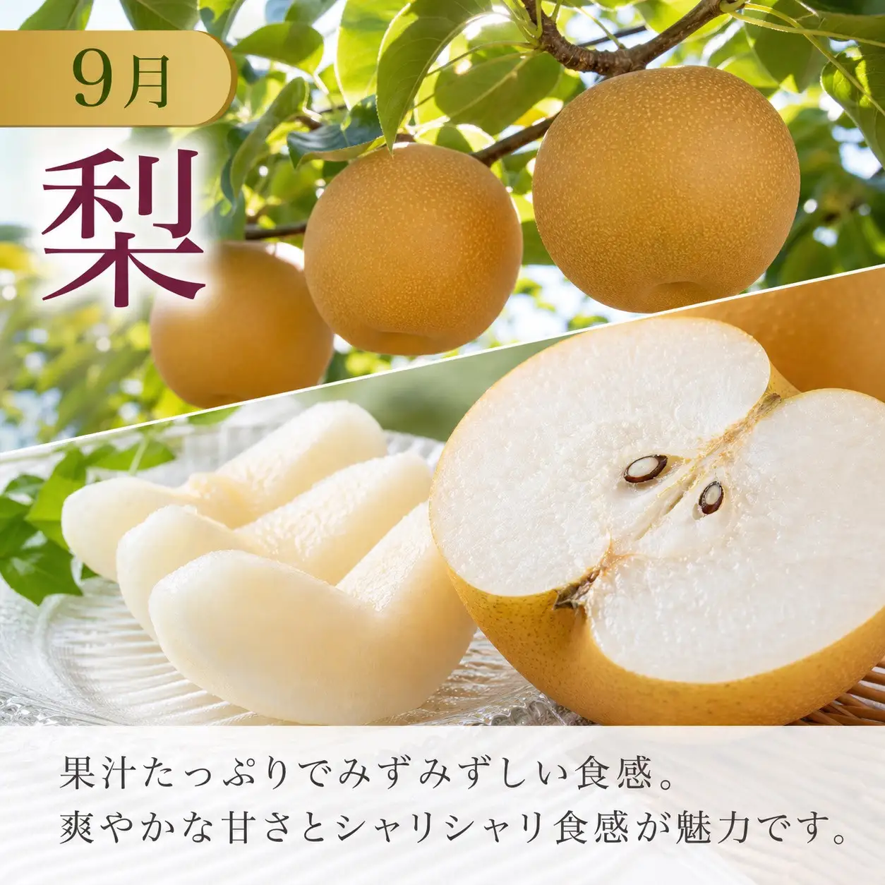 定期便 8・9月発送 紀州有田産旬のフルーツセット（種なし巨峰×2房（約800g〜1kg）・梨×3玉 化粧箱入）