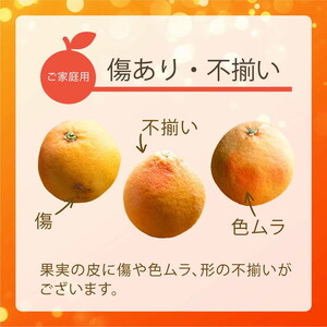 国産グレープフルーツ 家庭用7kg（15～20玉） ※2027年5月上旬～8月上旬頃に順次発送予定