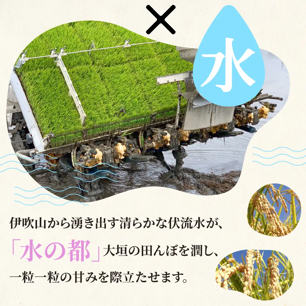 玄米 R7年産 15kg  ハツシモ｜玄米