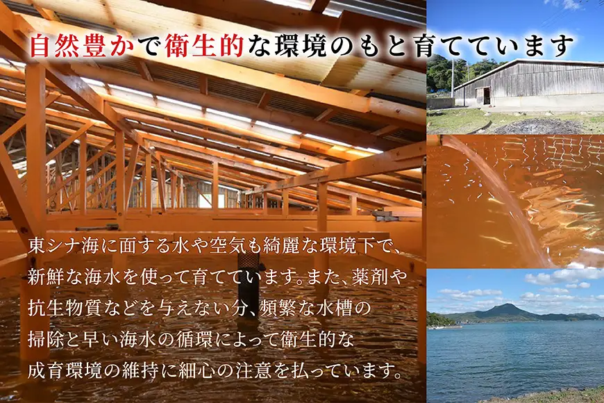 刺身 神経〆平戸ひらめ 80g 2パック 合計 160g