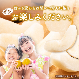 西江豊水園のかおり梨 約3kg ( 3個前後 ) | フルーツ 果物 くだもの 果実 数量限定 旬 完熟梨 梨 なし ナシ かおり かおり梨 和梨 3kg 3キロ 新鮮 産地直送 大分県産 九州産 国産 大分県 中津市