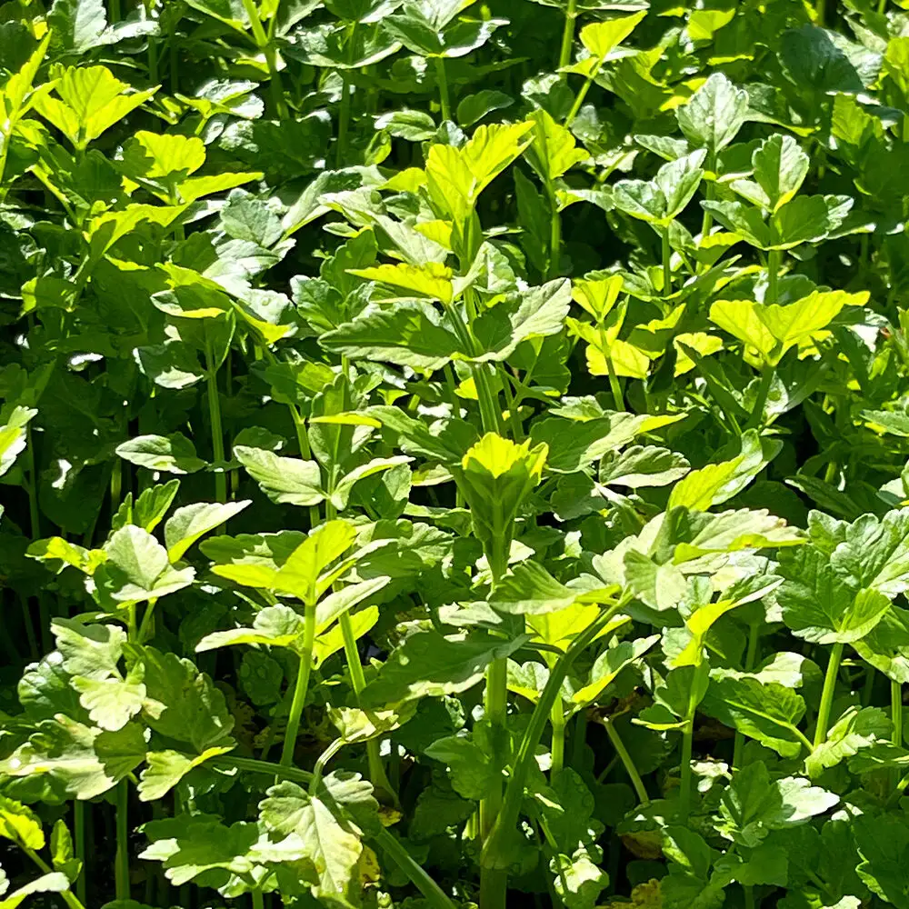 【26年11月～発送】野菜 一町田せり 約520g（約130g×4束）せり 七草 先行受付