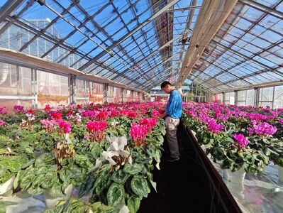 大倉花園のシクラメン（6号）｜秦野の花 シクラメン 観葉植物 クリスマス