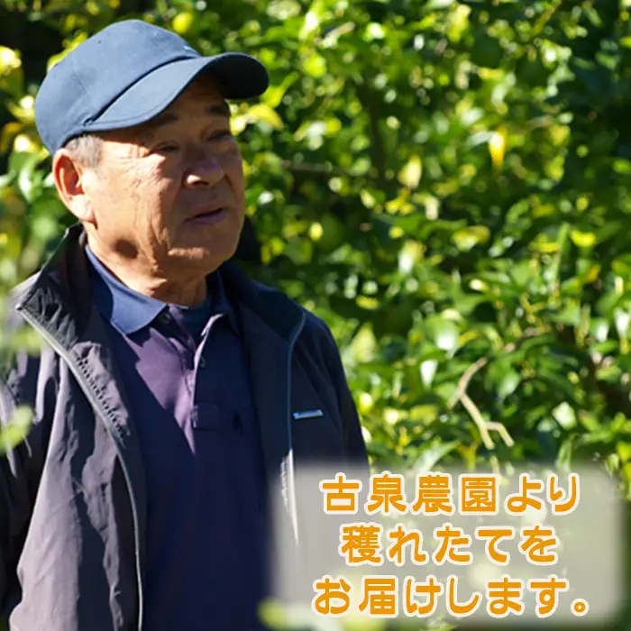 【鴨川の柑橘】甘みと酸味の絶妙なバランス 温州みかん『宮川早生』10kg 《数量限定》《先行予約》《12月上旬発送》 早生みかん 柑橘 サイズ不揃い 産地直送 冬みかん [古泉農園][0019-0011]