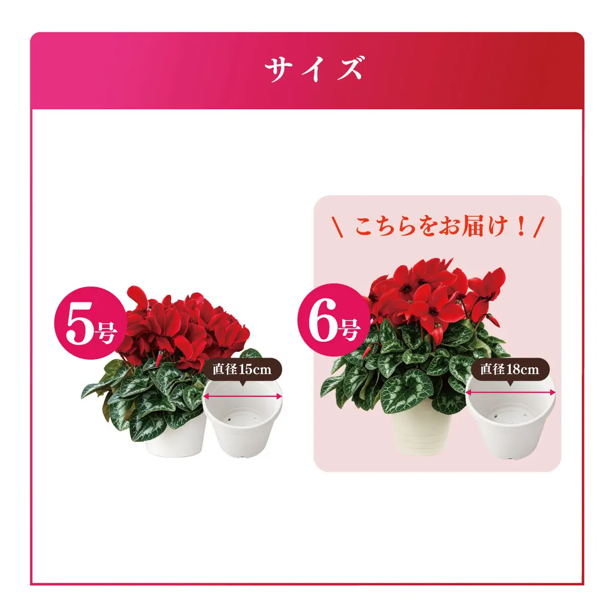 25_012-07-1　高橋園芸の秦野の花　シクラメン（6号）