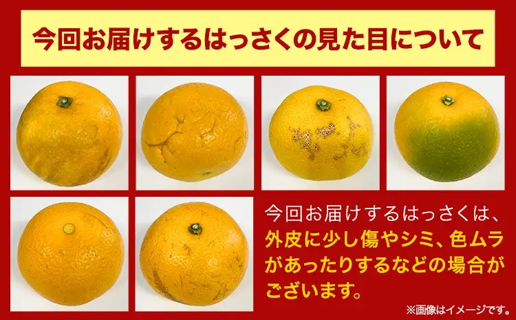 訳あり はっさく八朔 約9kg