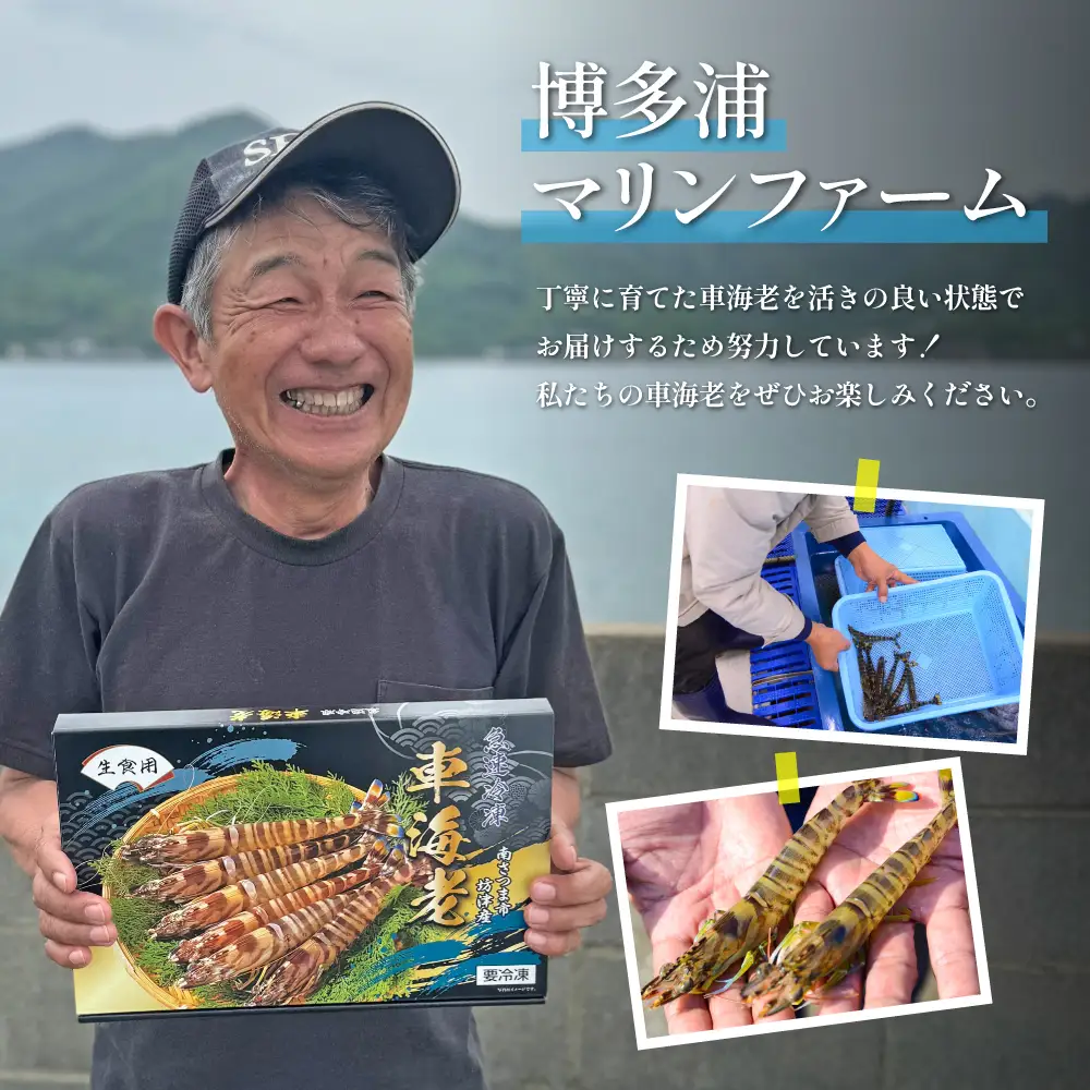 【鹿児島県産】冷凍 車海老 LLサイズ 300g （加熱用） 車エビ 車えび くるまえび 海老 エビ えび 海の幸 海鮮 九州 国産 魚介 魚介類 真空パック 天ぷら エビフライ エビチリ 冷凍 南さつま市