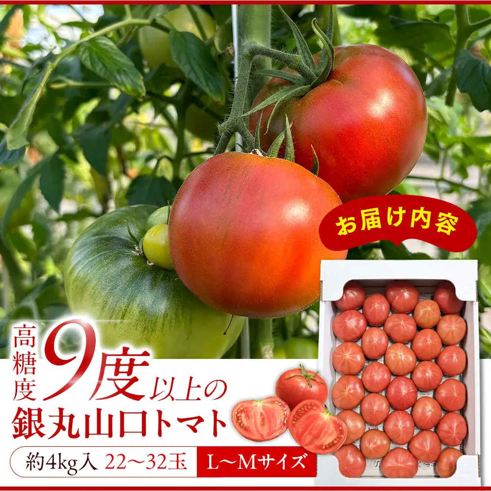 【先行予約 2027年2月～5月出荷予定／限定50箱】全国トマト選手権銅賞受賞トマト『銀丸山口トマト』高糖度トマト　L～Mサイズ