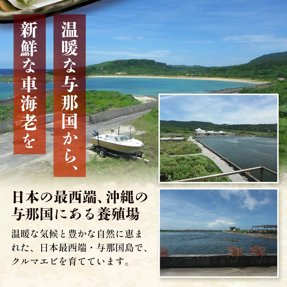 こだわりの車海老　有頭車海老（冷凍）250ｇ×3パック F009｜沖縄県 与那国町 与那国 車海老 車エビ 海老 えび エビ 産地直送