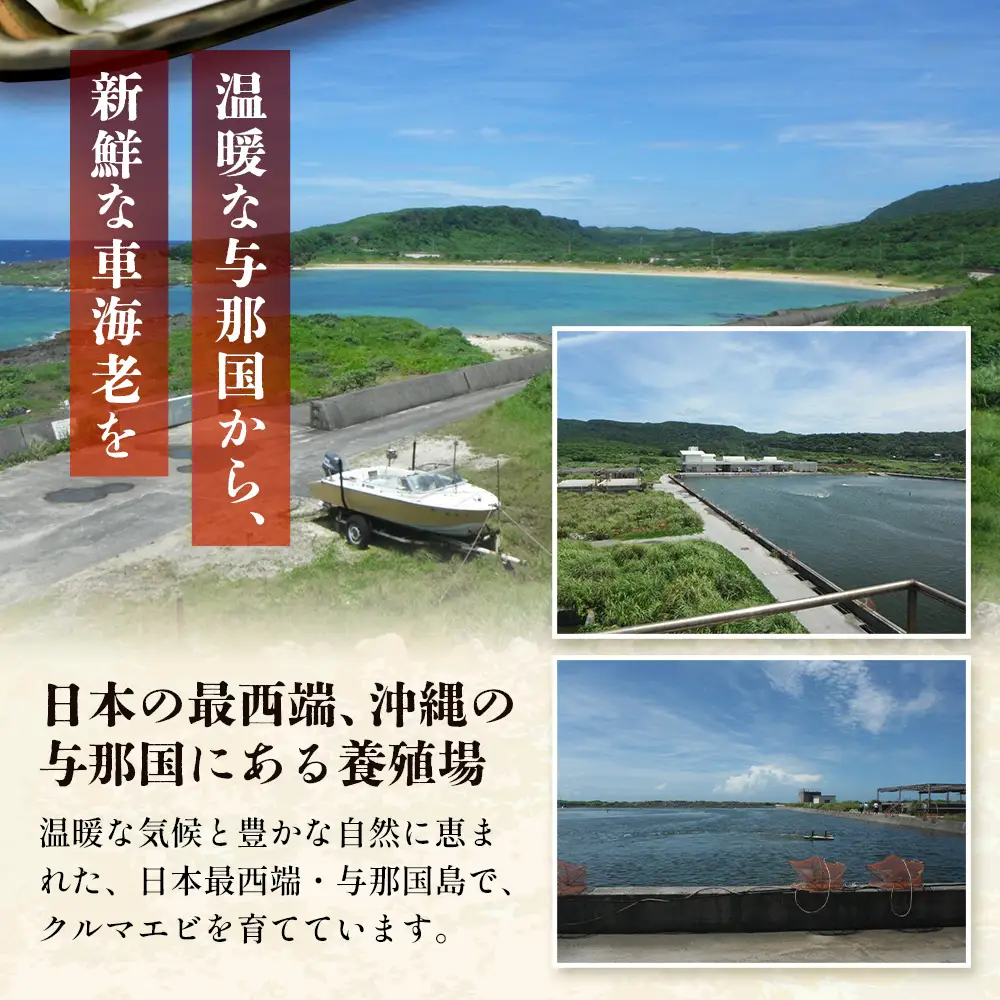 こだわりの車海老　無頭車海老（冷凍）250ｇ×3パック F010｜沖縄県 与那国町 与那国 車海老 車エビ 海老 えび エビ 産地直送