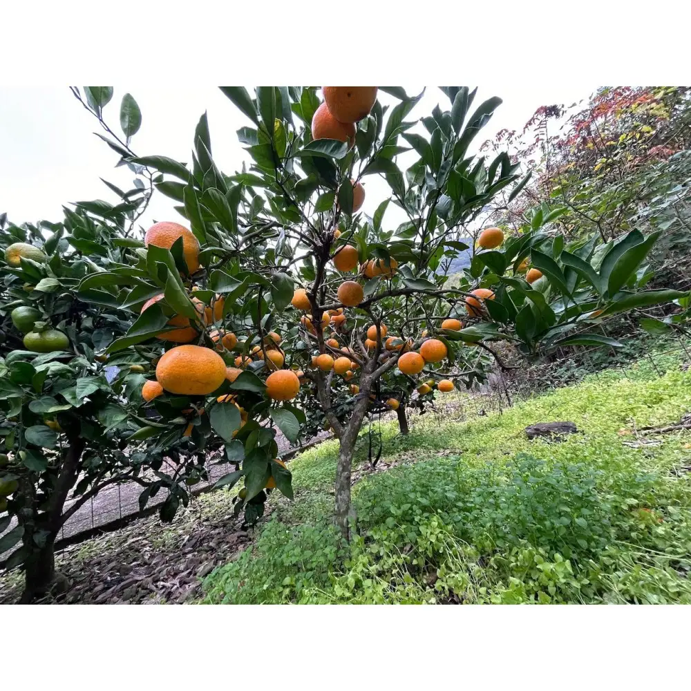 原田果樹農園直送！ 宮川早生みかん 約5kg（S~Mサイズ混合）数量限定