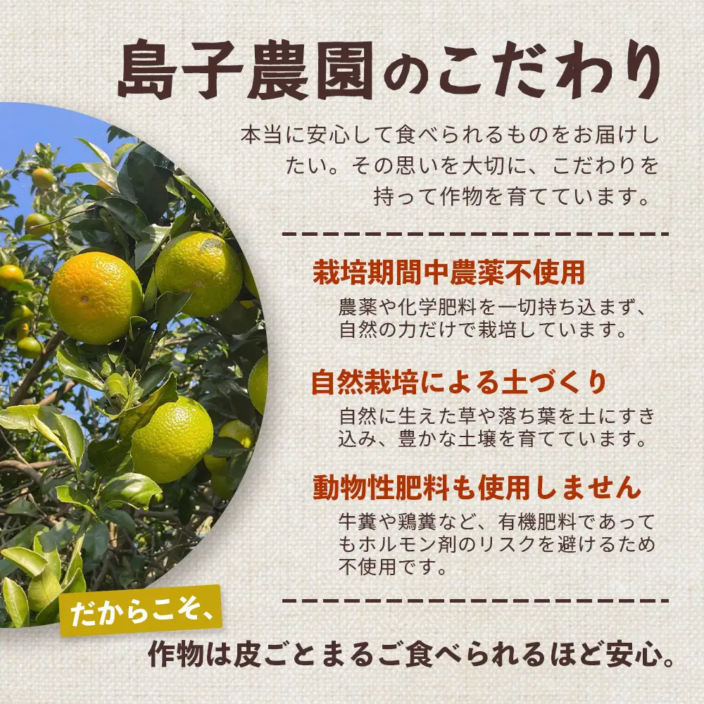 【先行予約・数量限定】鹿児島県南大隅町産 スイートスプリング（M~L玉） 約5kg 【2026年12月中旬以降順次発送】 SK-10 | 柑橘 フルーツ 国産 果物 みかん 期間限定 数量限定 産地直送 もぎたて 新鮮 果汁 たっぷり ミカン スイートスプリング 5kg 南大隅町 鹿児島県 島子農園