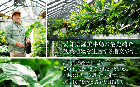 渥美半島のおまかせ観葉植物 Lサイズ 観葉植物 植物 グリーン インテリア インテリアグリーン 緑 おまかせ