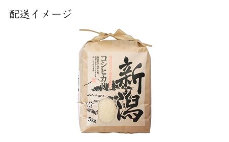 【新米】【先行予約】 新潟県産 コシヒカリ 5㎏ 〈10月中旬発送分〉令和8年産 | コシヒカリ 農事組合法人ファーム天領