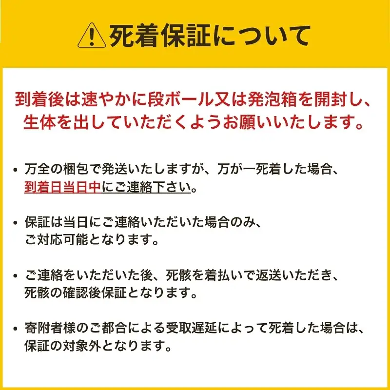 ヘラクレスオオカブト 成虫ペア オス（150mm台）メス（60mm以上） / ヘラクレス カブトムシ 昆虫 真庭市 【hrkrs001-01】