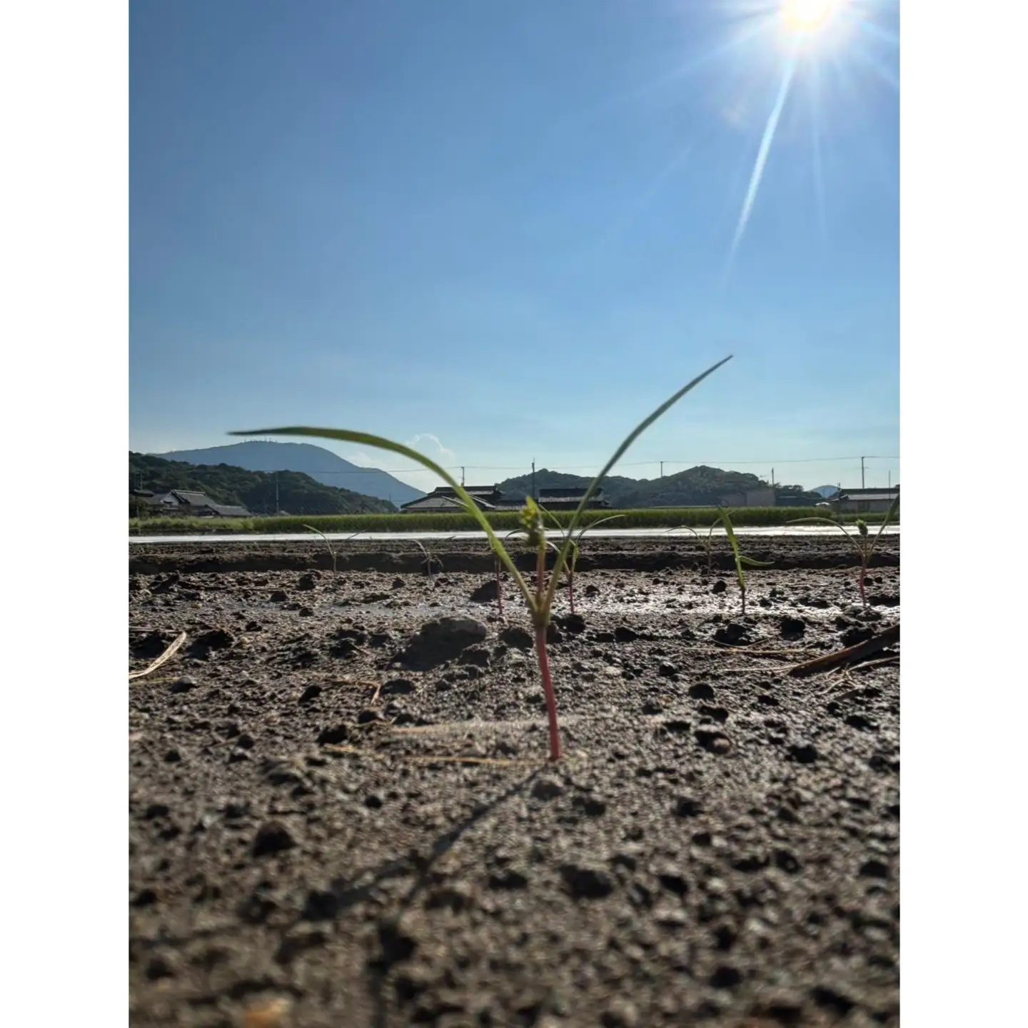 Root Farmの冬季限定 有機JAS認証の人参約5kg_Z2600467