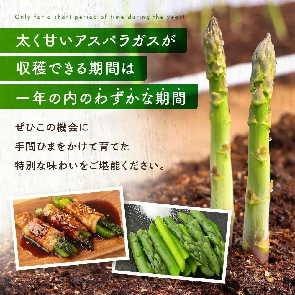 【2026年発送】ひだっこアスパラガス1.5kg |  産地直送 春 夏野菜 アスパラガス CM004VC01