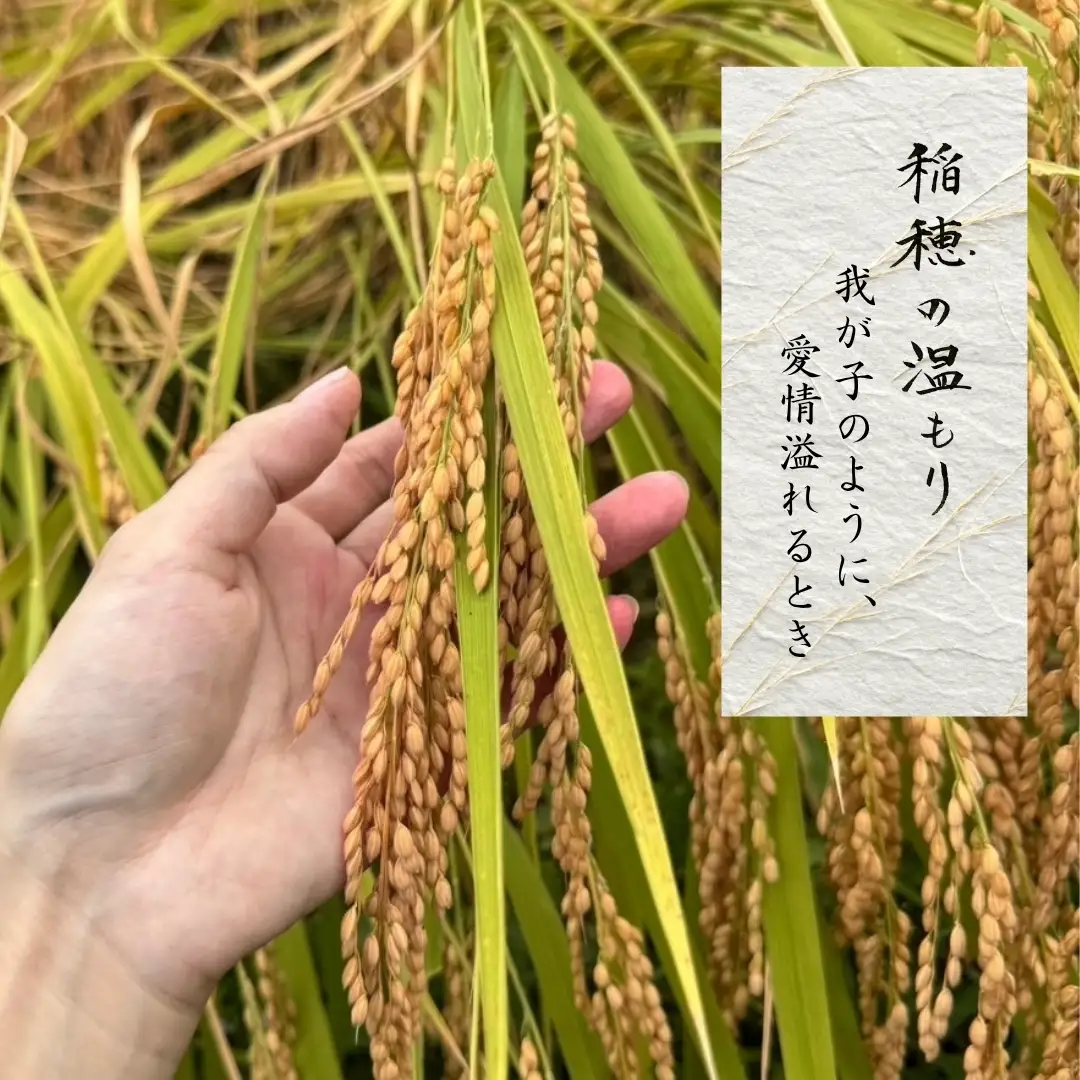 令和8年産 魚沼産コシヒカリ 白米 5kg 新潟県 津南町 近上農園