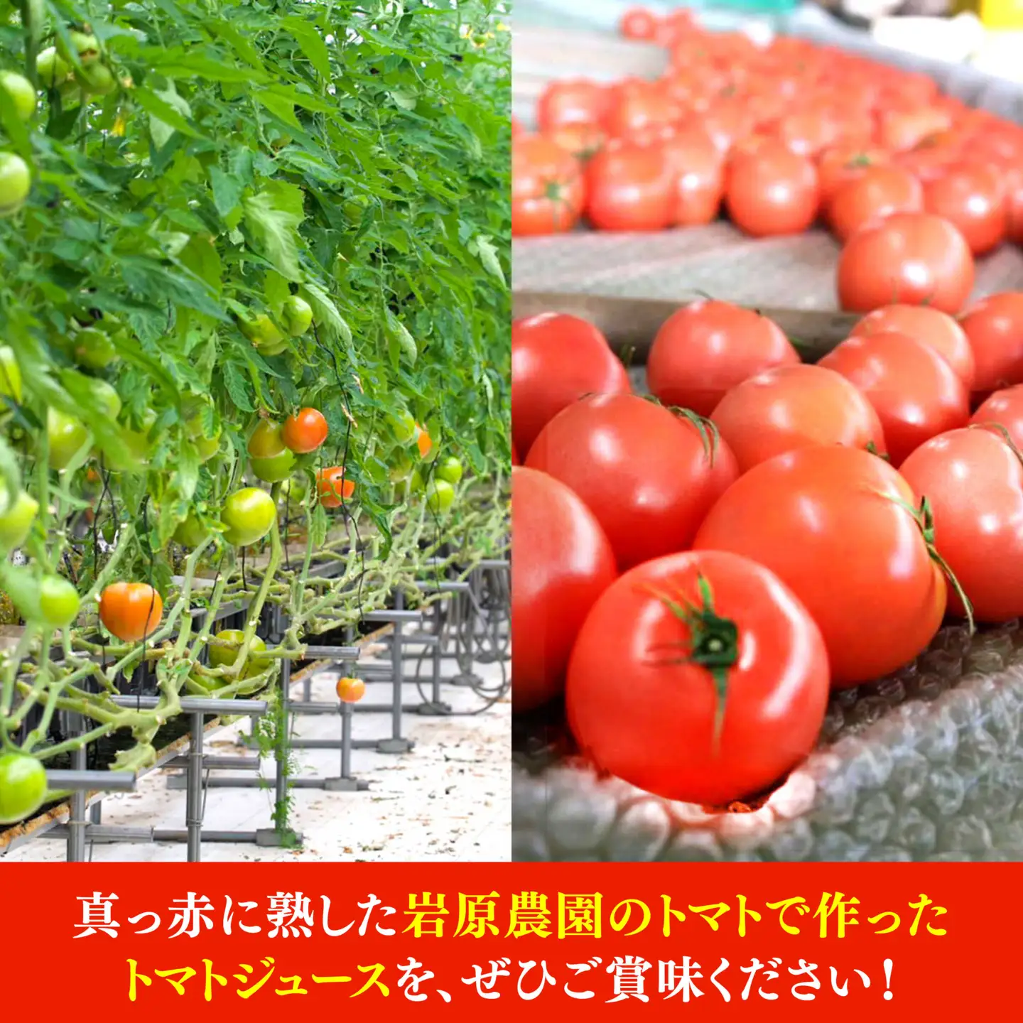 姫の100％完熟トマトジュース 180ml×12本 多治見市 / 岩原農園 トマト とまと トマトジュース 食塩砂糖不使用 無添加[TFP004]