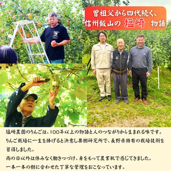【先行予約】サンふじ【約5kg(11?20玉)】 りんご